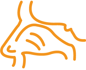 Ipertrofia-dei-turbinati-nasali-inferiori Ipertrofia-dei-turbinati-nasali-inferiori